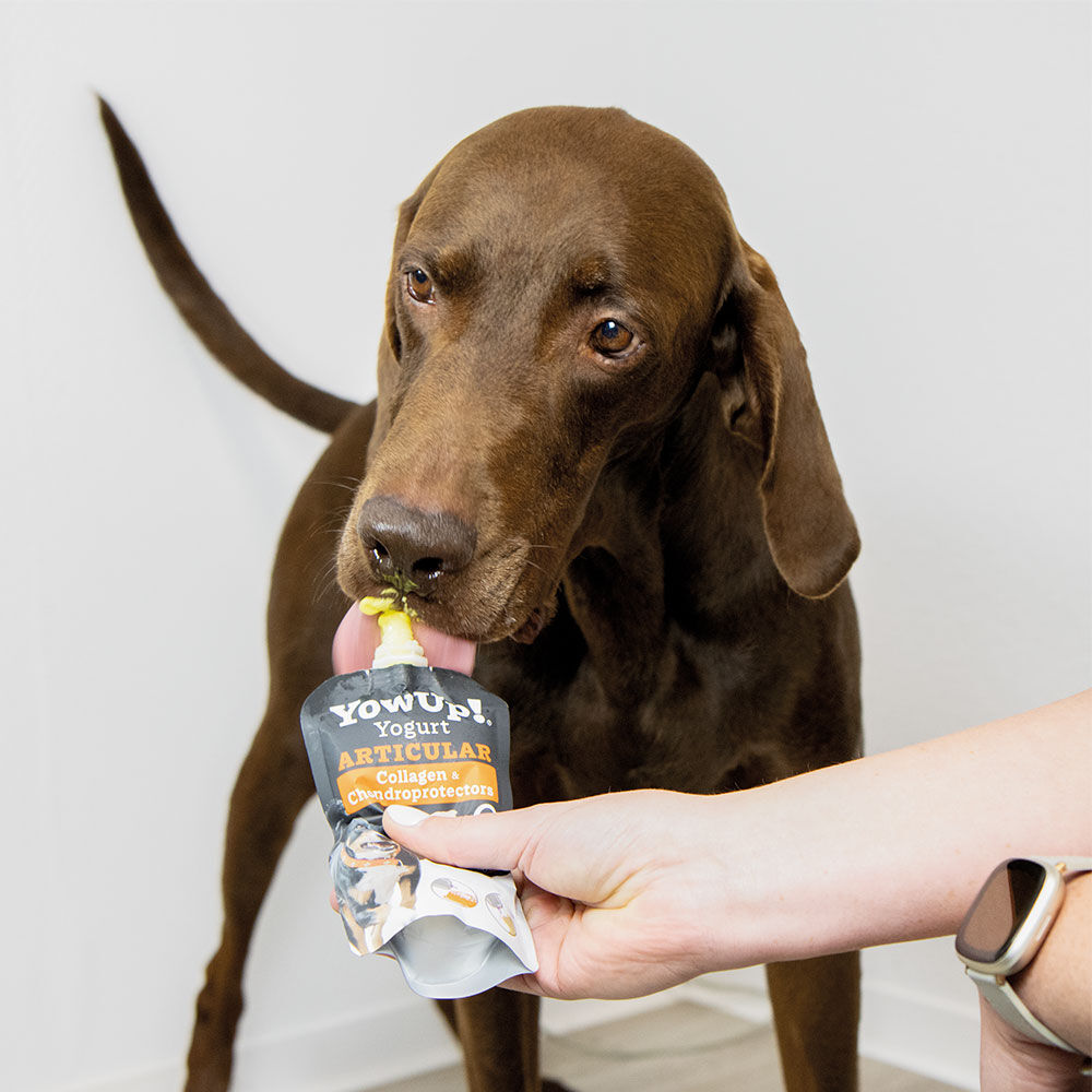 YowUp! Yoghurt voor honden Afbeelding 2