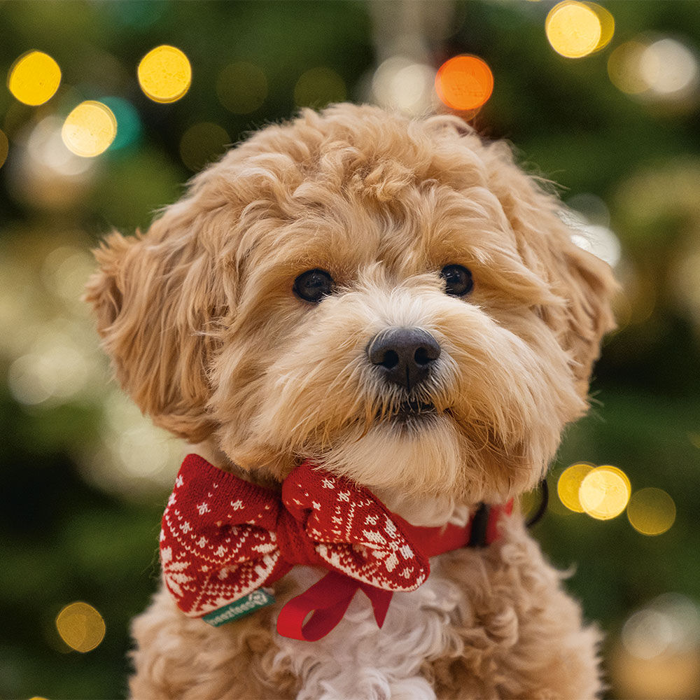 Kerststrik voor honden Afbeelding 2