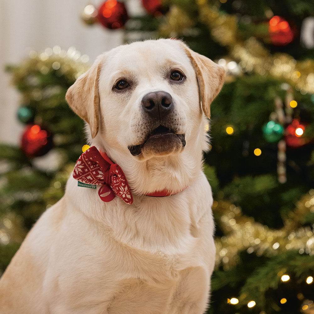 Kerststrik voor honden Afbeelding 3