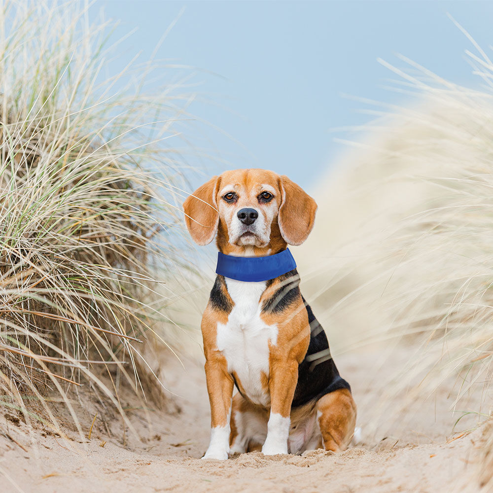 Schecker-koelhalsband voor honden Afbeelding 4