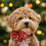 Kerststrik voor honden