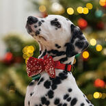 Kerststrik voor honden