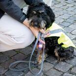 Drijvende Flasher voor honden